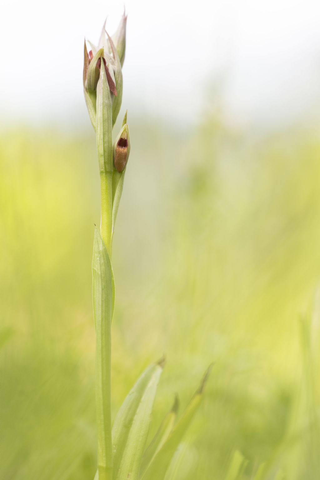Serapias parviflora?